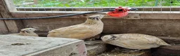 Quail poultry for sale: Quail groups for sale  - Advert 1