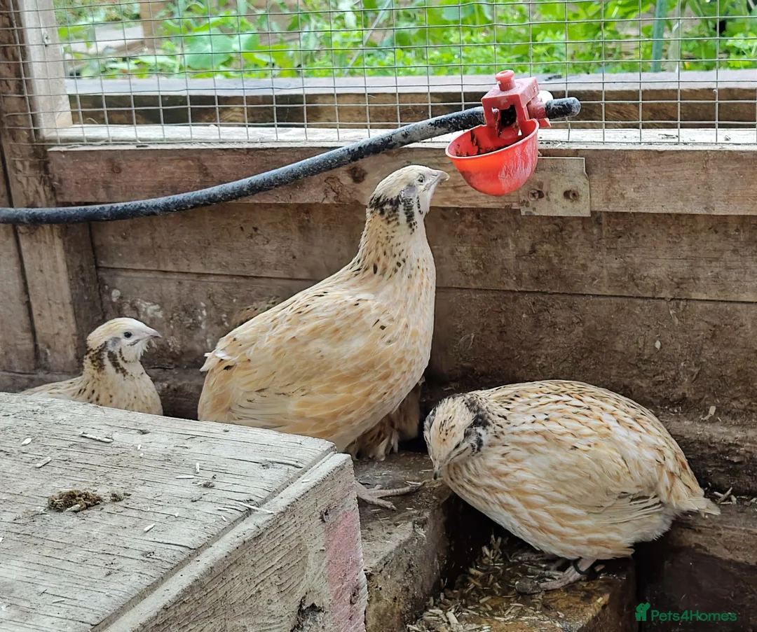 Quail poultry for sale: Quail groups for sale  - Advert 1