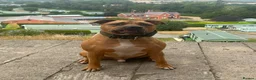 Staffordshire Bull Terrier dogs for sale: Rocky  in West Bromwich - Advert 2