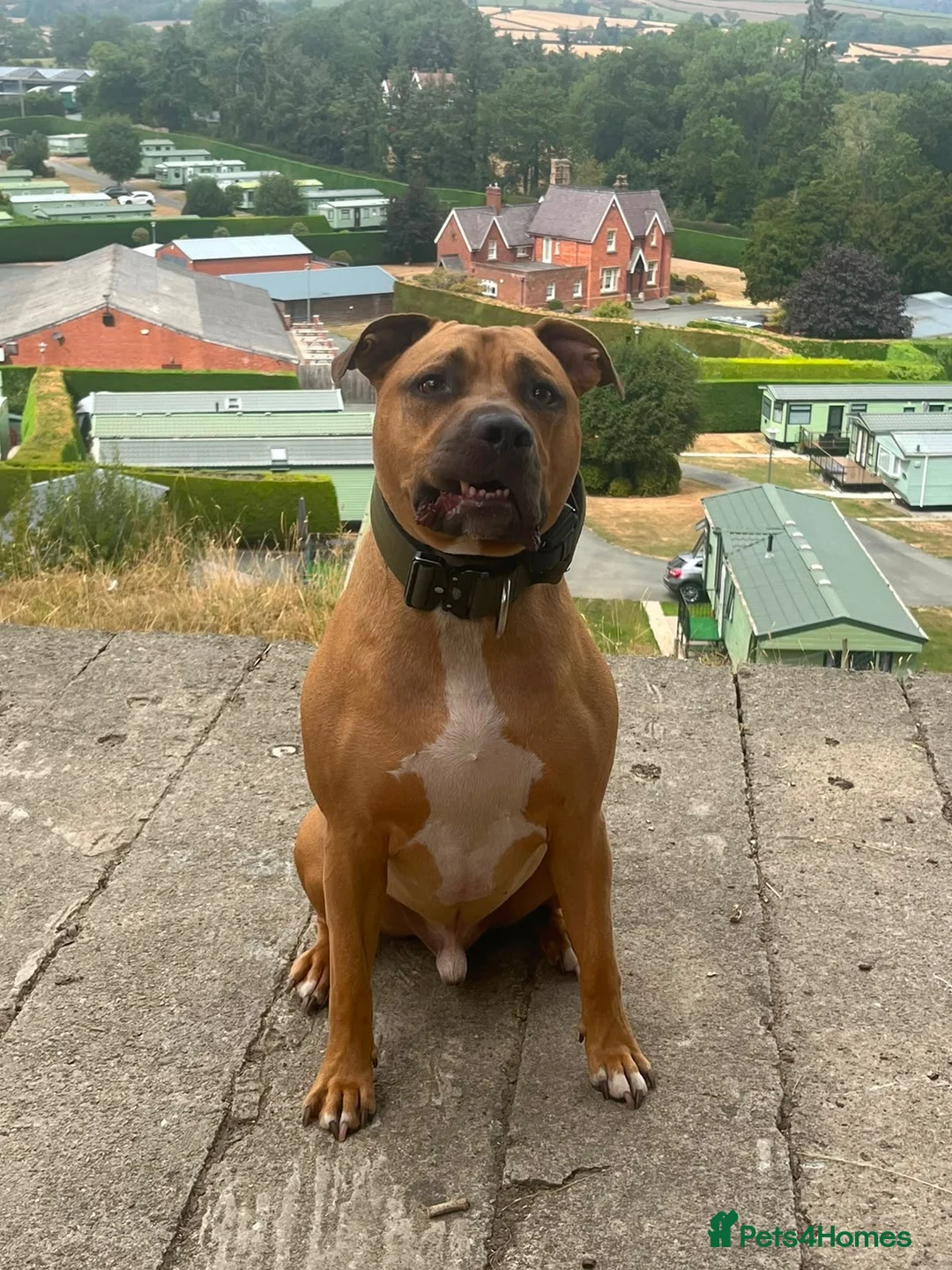 Staffordshire Bull Terrier dogs for sale: Rocky  in West Bromwich - Advert 2