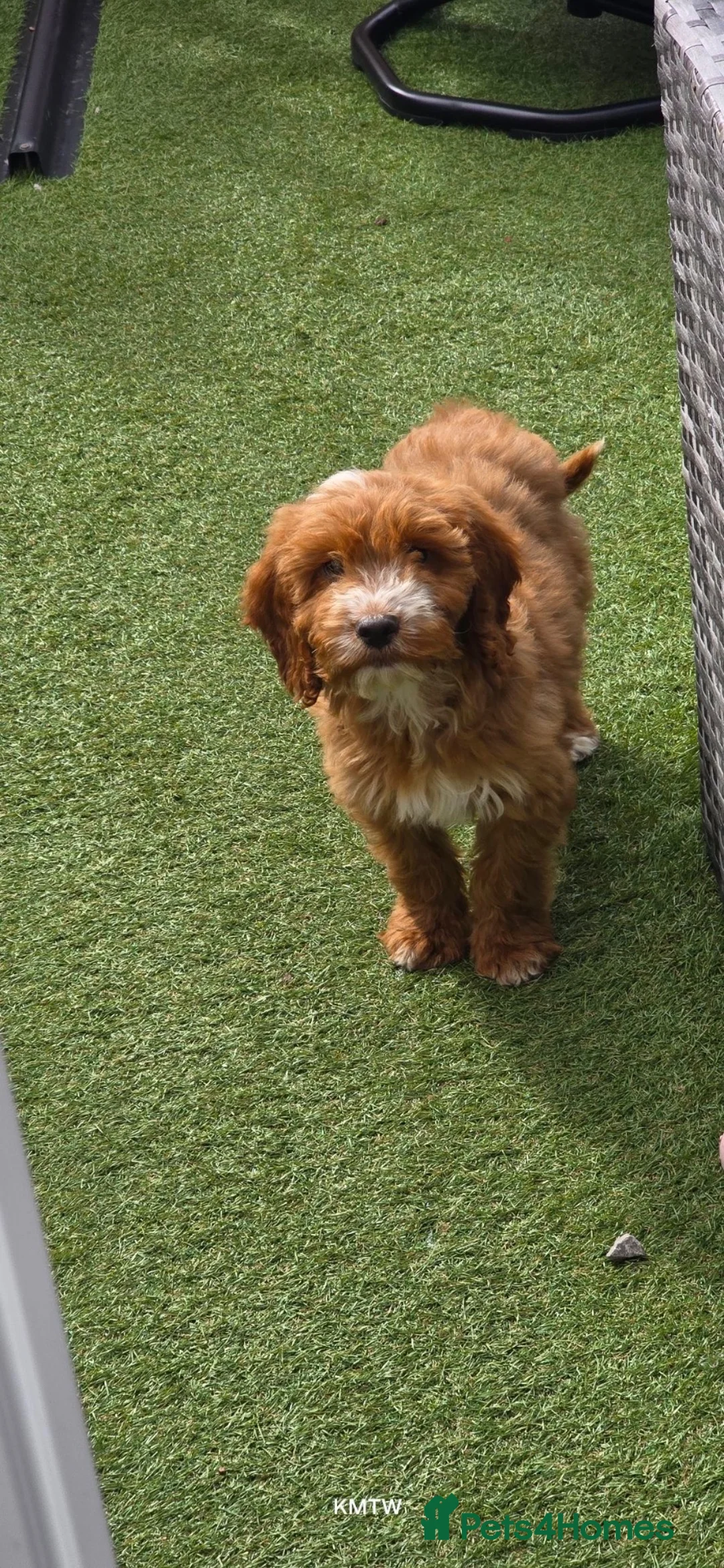 Cockapoo dogs for sale: Cockapoo - Advert 2