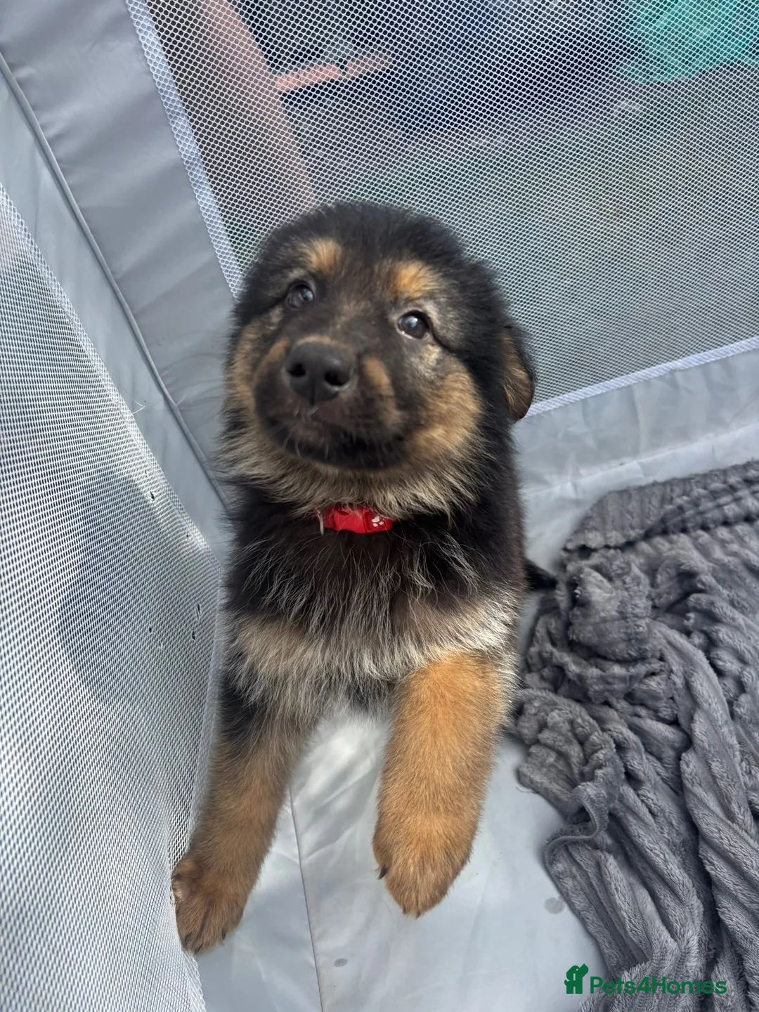 German Shepherd dogs for sale: Long haired German shepherd puppies  - Advert 2