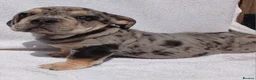 English Bulldog dogs for sale: Litter of Exotic English Bulldogs - Advert 3