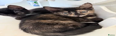 Juniper - Tortoiseshell 