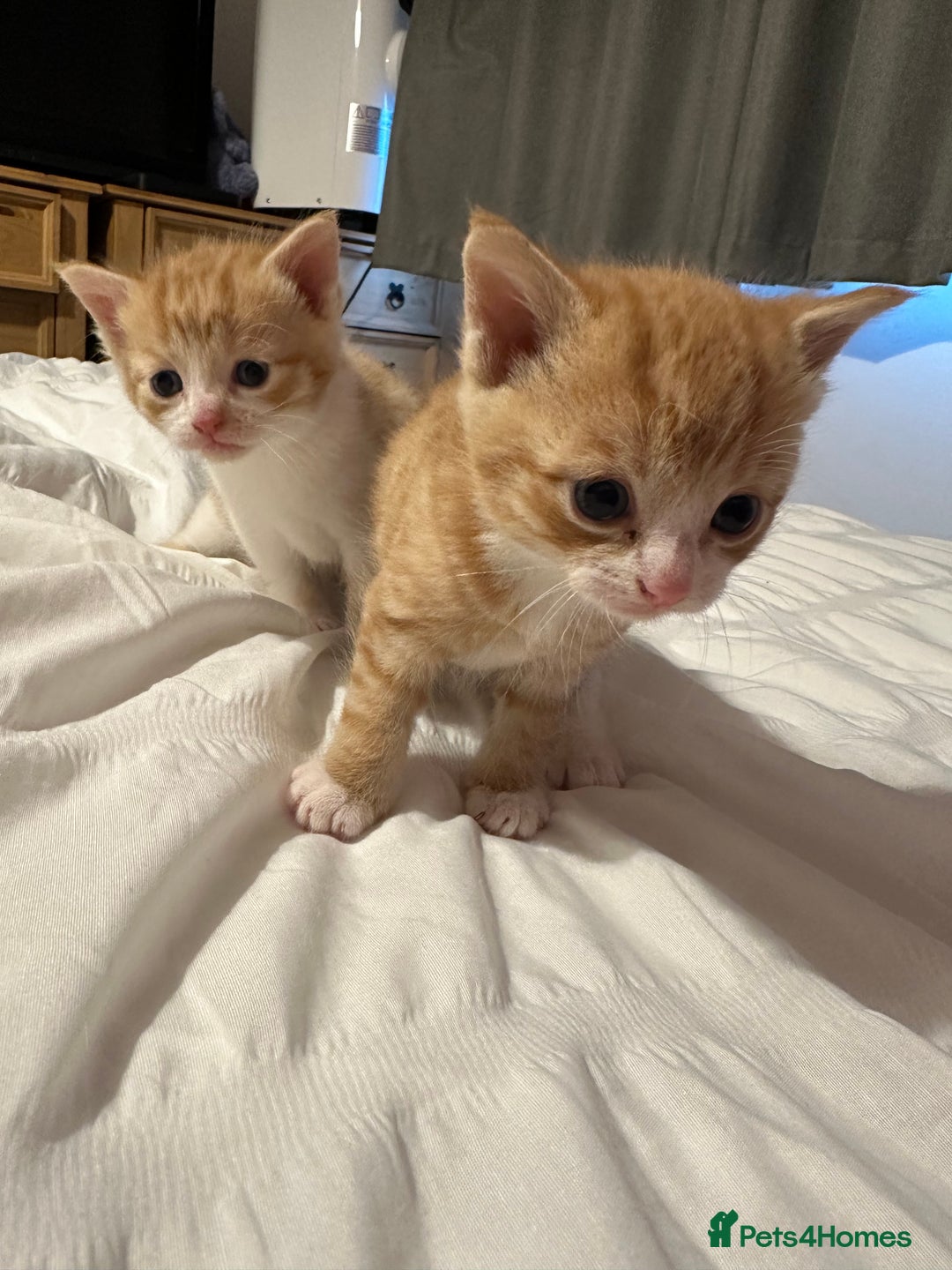 British Shorthair cats for sale: Kittens for loving homes  - Advert 9