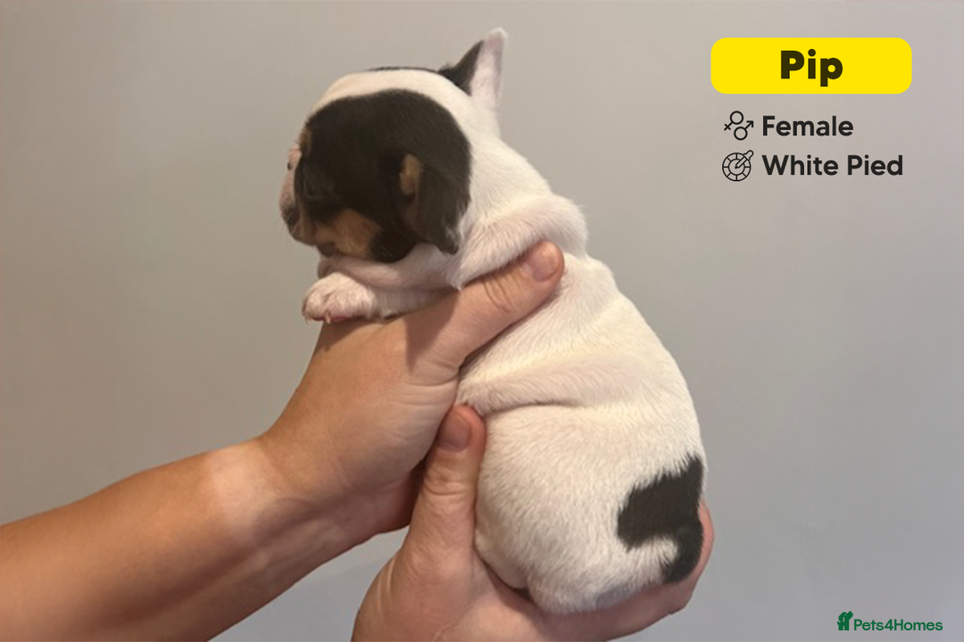 French Bulldog dogs for sale: Stunning KC Registered French Bulldog Puppies - Advert 13