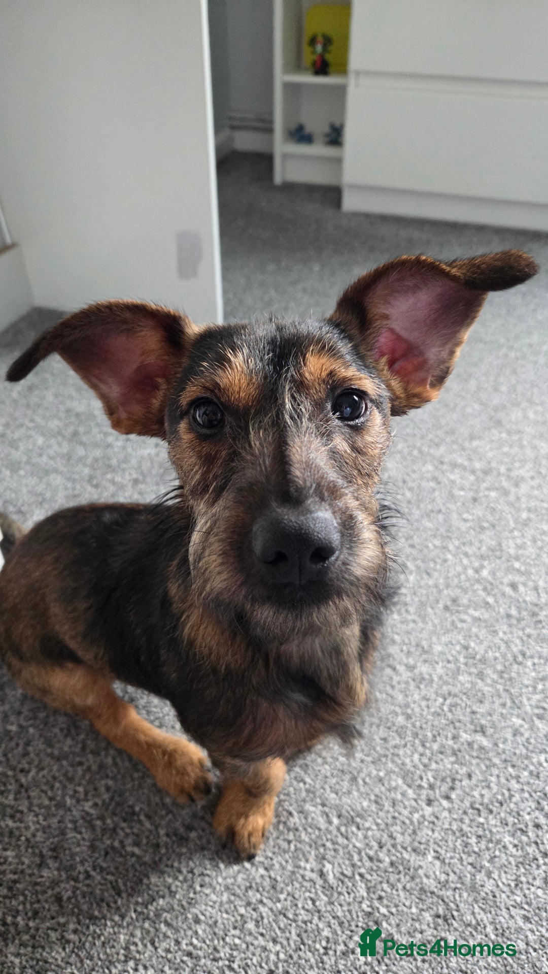Mixed Breed dogs for sale: 9 Month Old Wired Dachshund x Jack Russell  - Advert 7