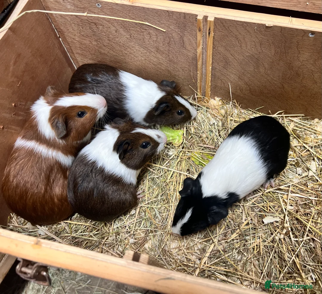 Guinea Pig rodents for sale: Group of bonded Dutch male/boar guinea pigs - Advert 5