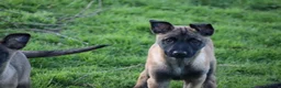 Belgian Shepherd Dog dogs for sale: Pups from JPMANK9  - Advert 21