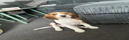 Beagle dogs for sale: Buddy in Corby - Advert 2