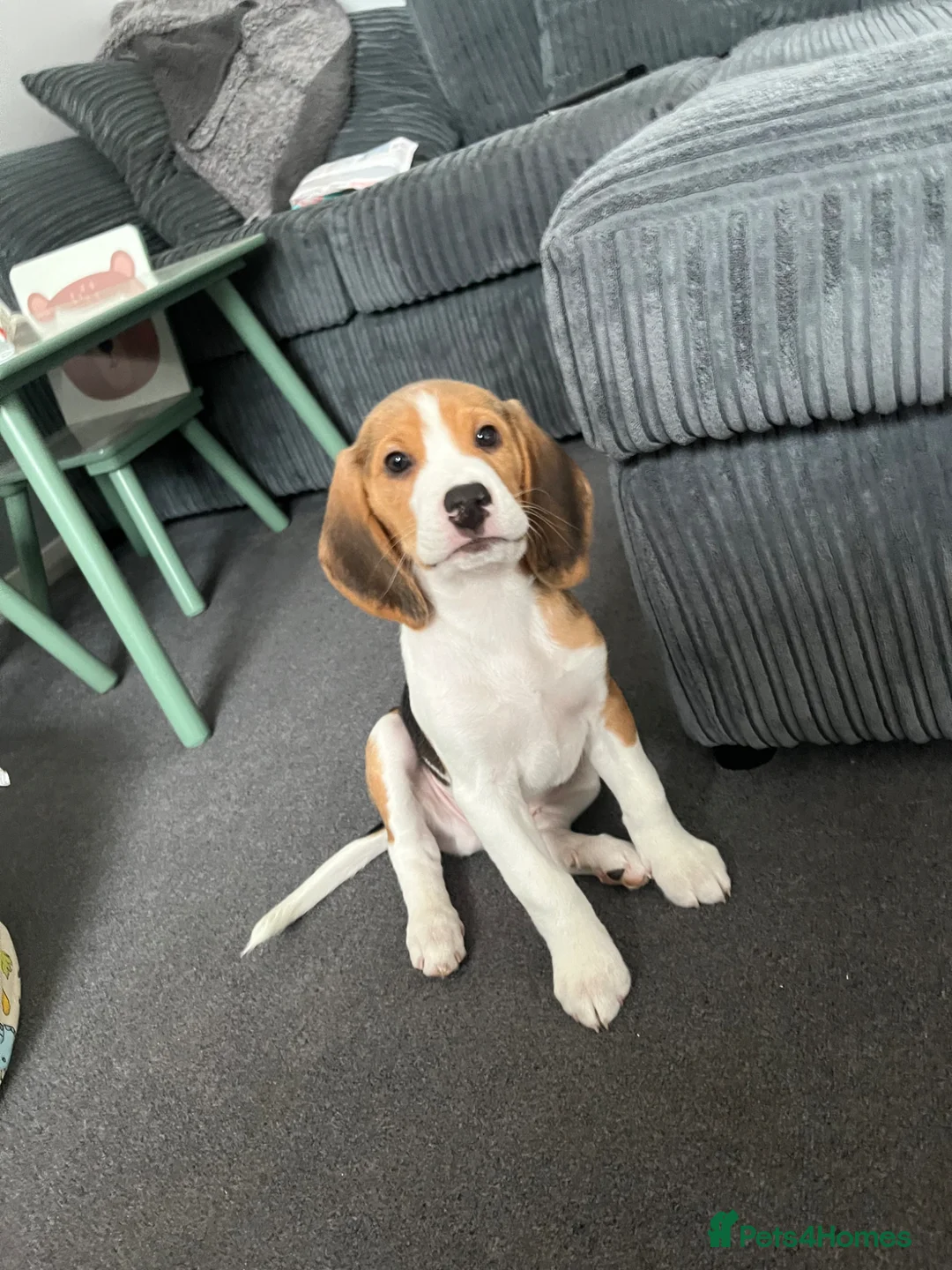 Beagle dogs for sale: Buddy in Corby - Advert 2