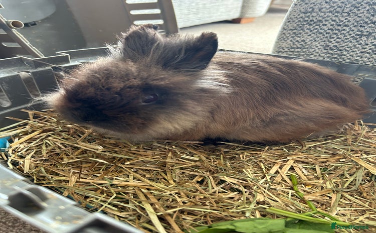 Mini Lion Lop rabbits - Advert 2