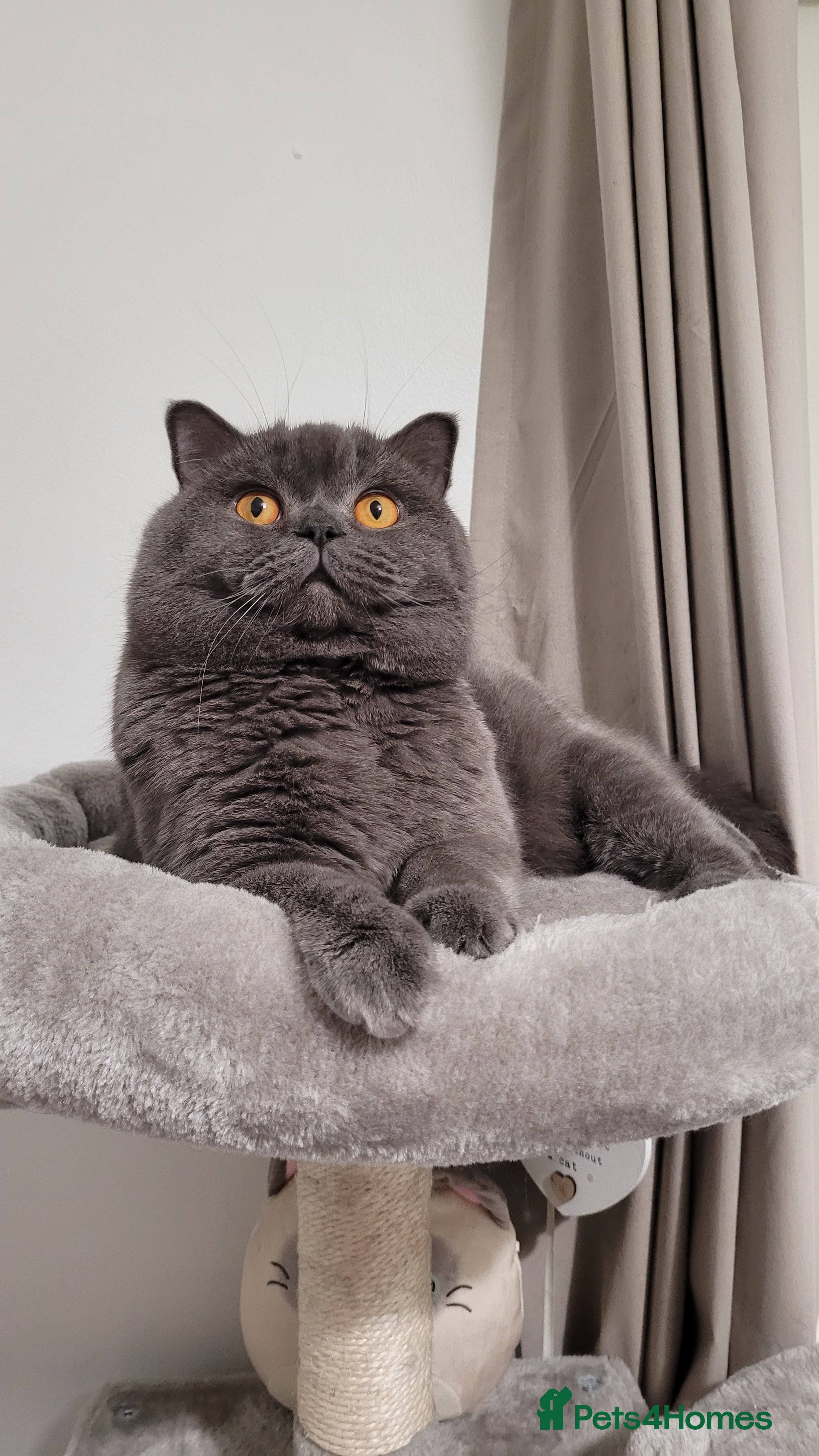 Tom