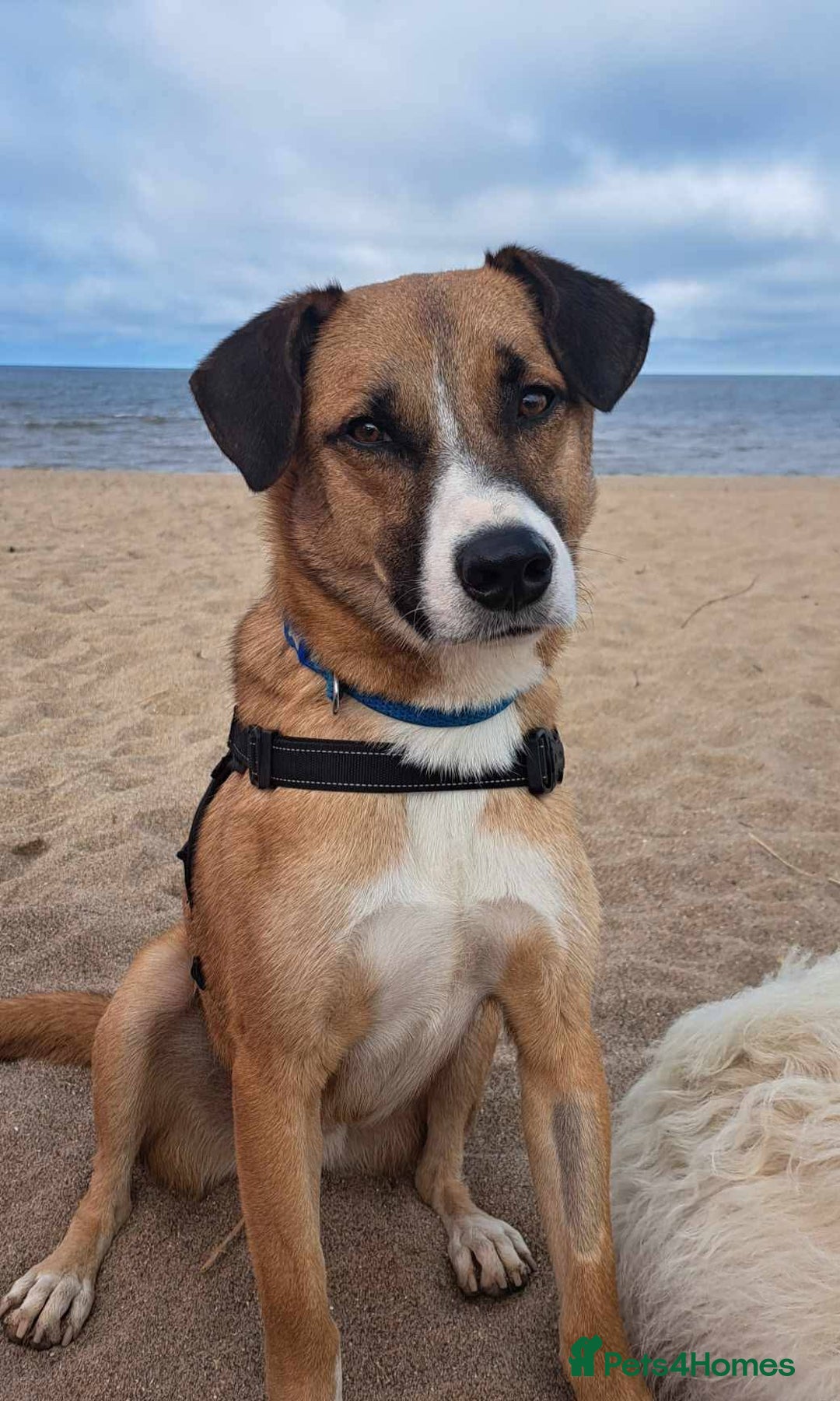 Mixed Breed dogs for adoption: Meet Albie, currently residing in Derbyshire  - Image 6