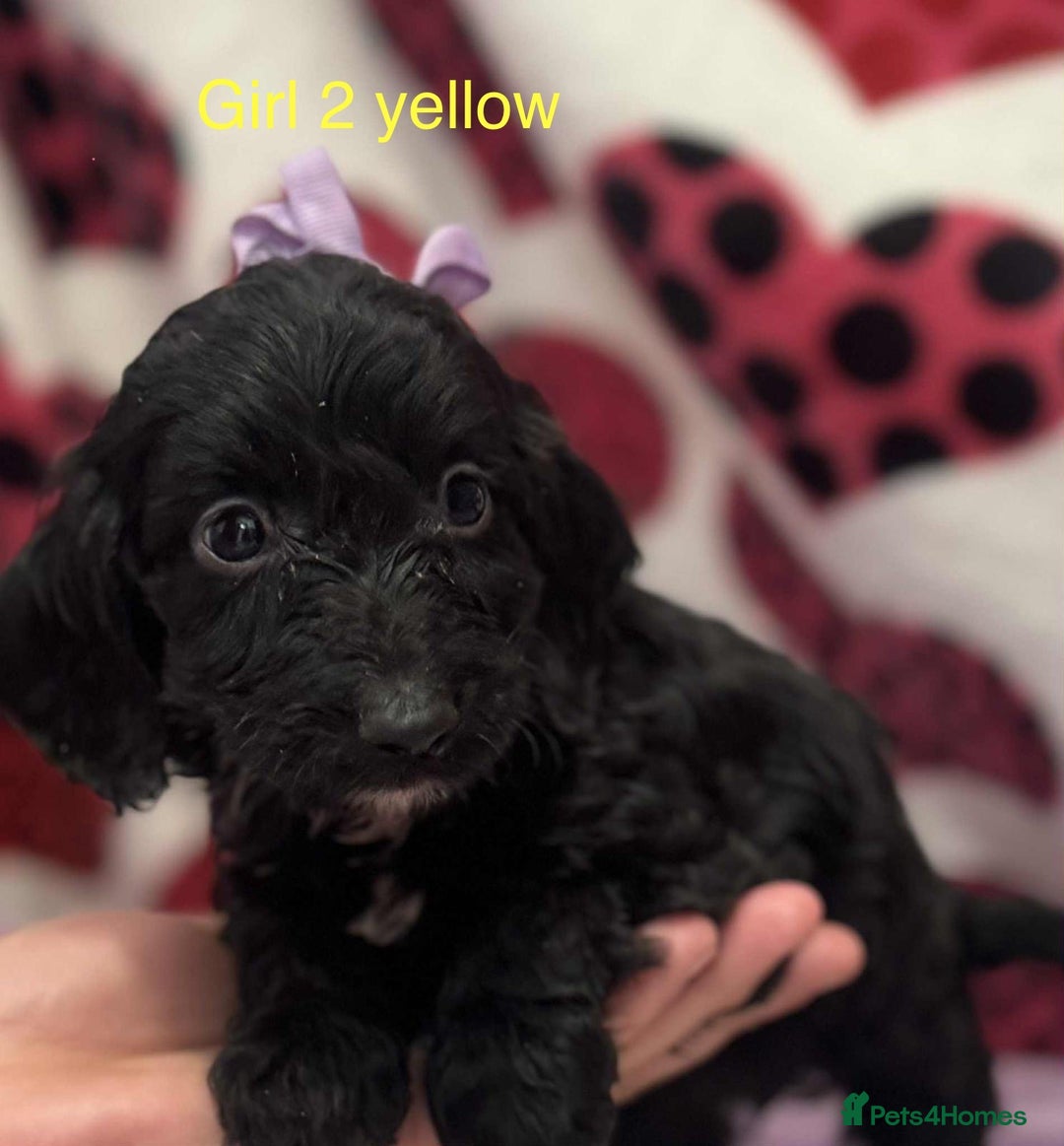 Cockapoo dogs for sale: Cockerpoo puppies - Image 2