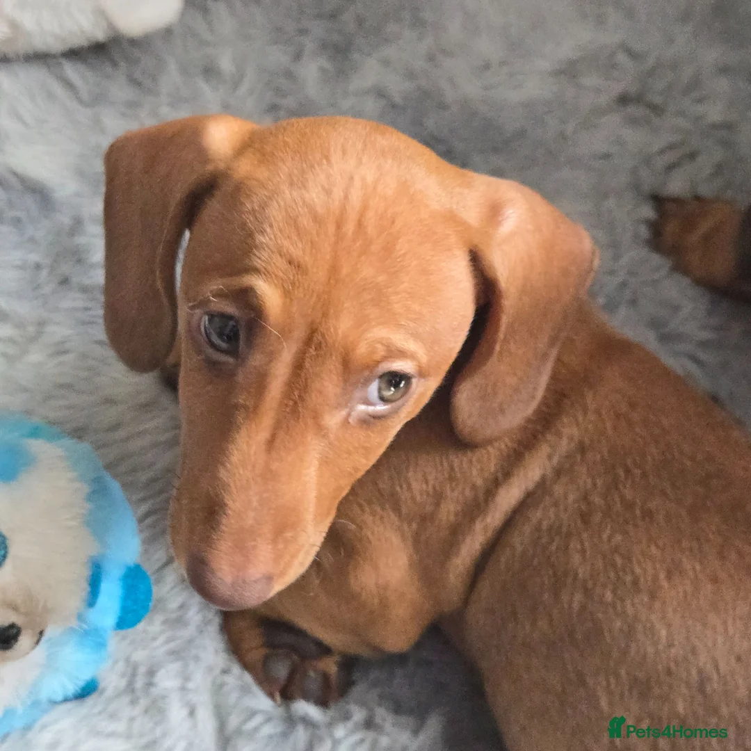 Miniature Dachshund dogs for sale: Minature dachshund  in Barnsley - Advert 2