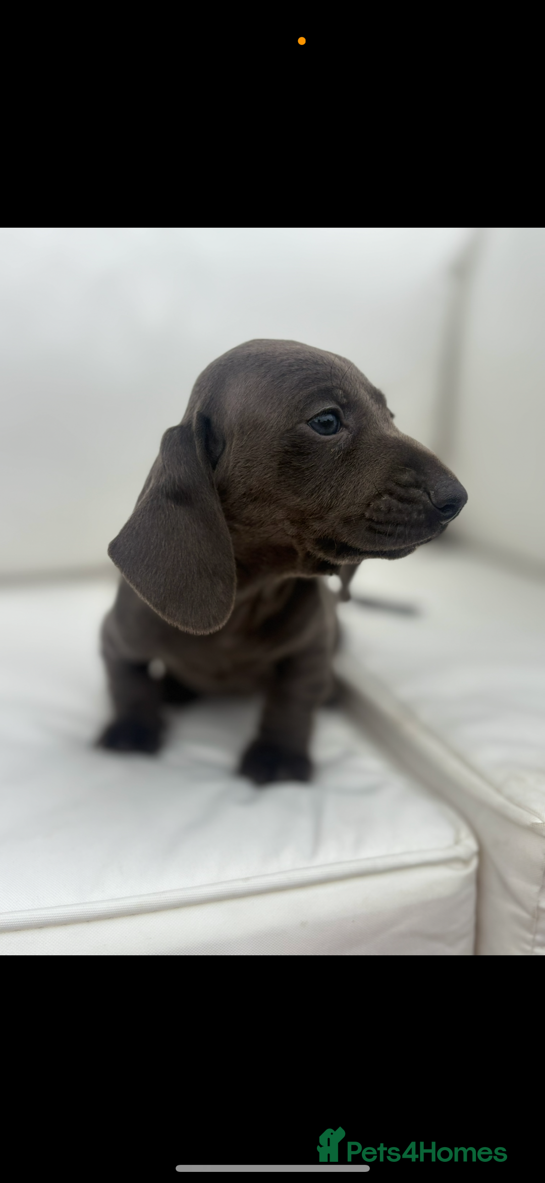Miniature Dachshund dogs for sale: Beautiful babies ready for there5⭐️ home - Advert 6