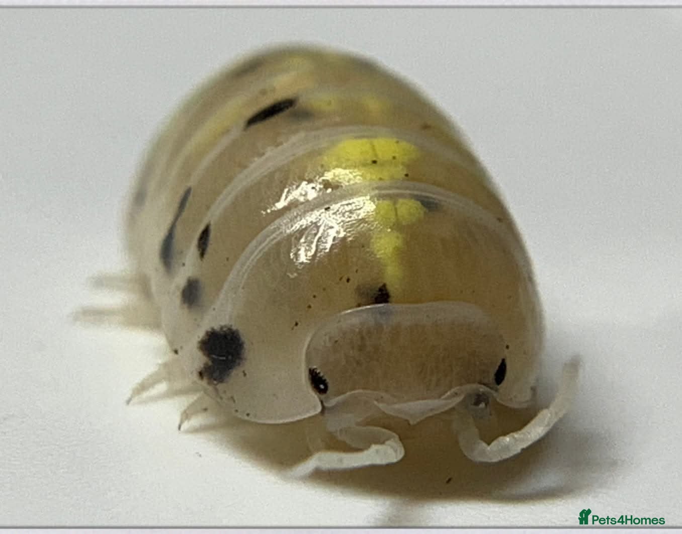 Isopods invertebrates Magic Potion Isopods (Armadillidium vulgare) - Advert 1