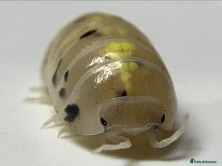 Isopods invertebrates Magic Potion Isopods (Armadillidium vulgare) - Advert 1