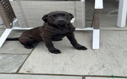 Cane Corso dogs for sale: Cane corso girl pup FULLY VACCINATED  - Image 6