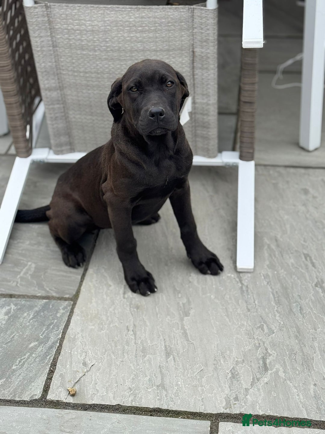 Cane Corso dogs for sale: Cane corso girl pup FULLY VACCINATED  - Image 6