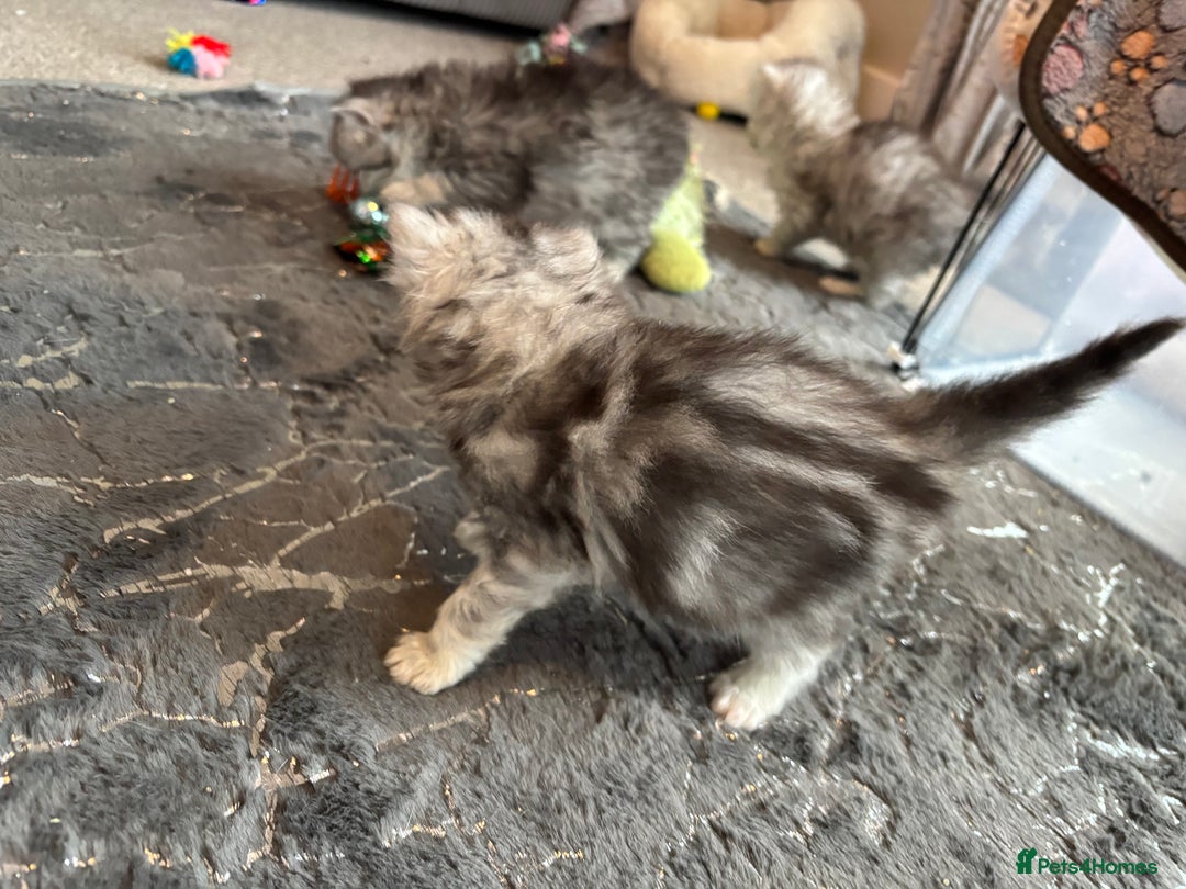 Persian cats for sale: Stunning Persian X mainecoon babies - Advert 27