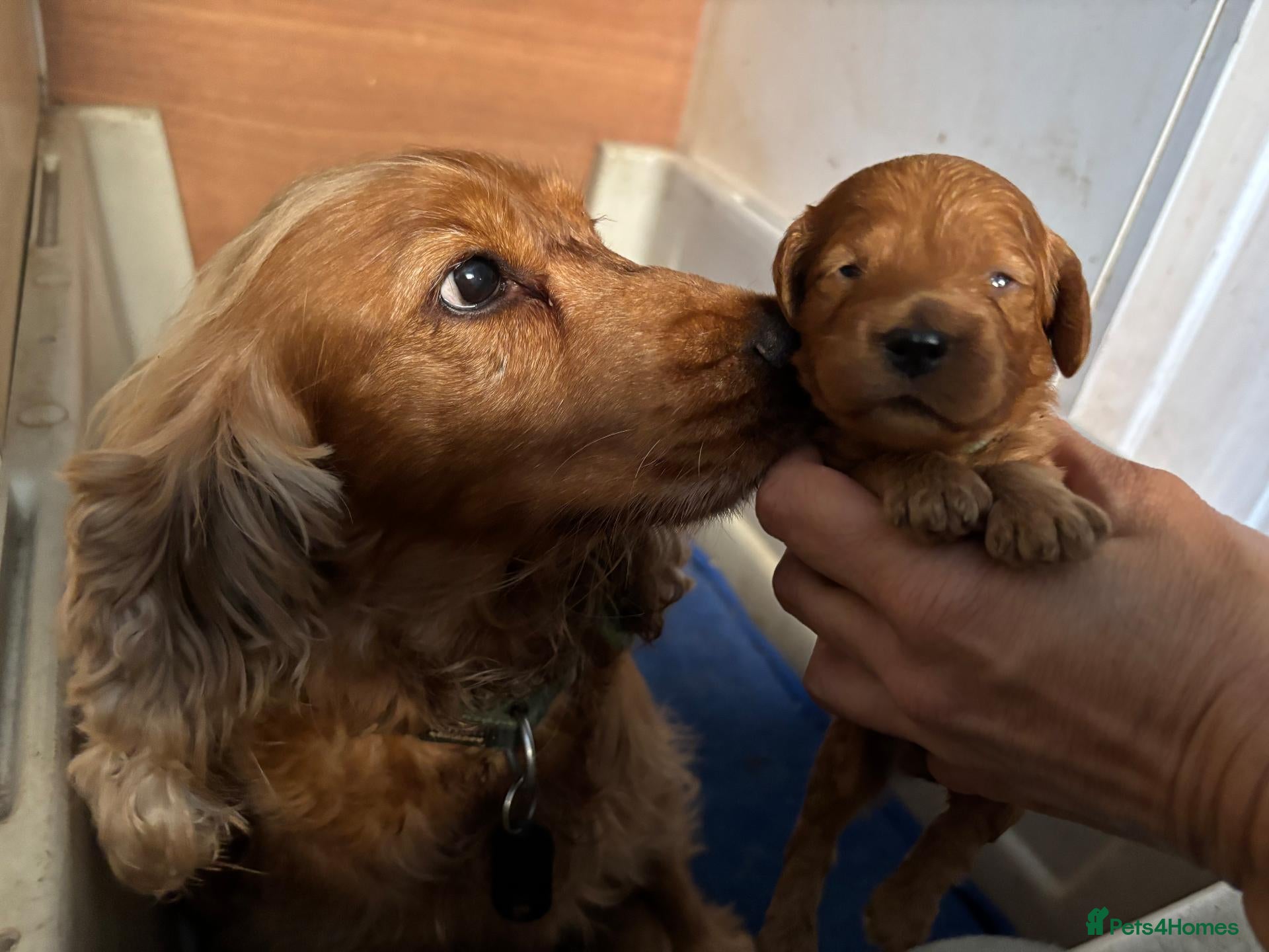 Cockapoo dogs Lovely Red/Gold F1 Golden Cockapoo Pups Available - Advert 13