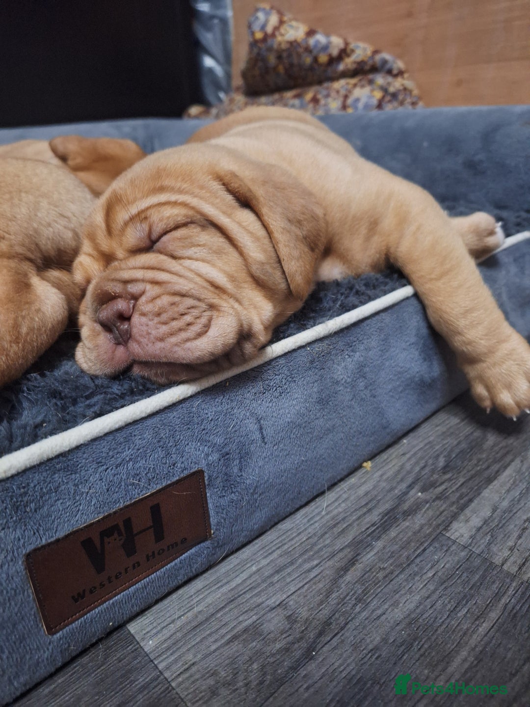 Dogue De Bordeaux dogs for sale: READY TO LEAVE! Stunning Dogue De Bordeaux Puppies - Advert 9