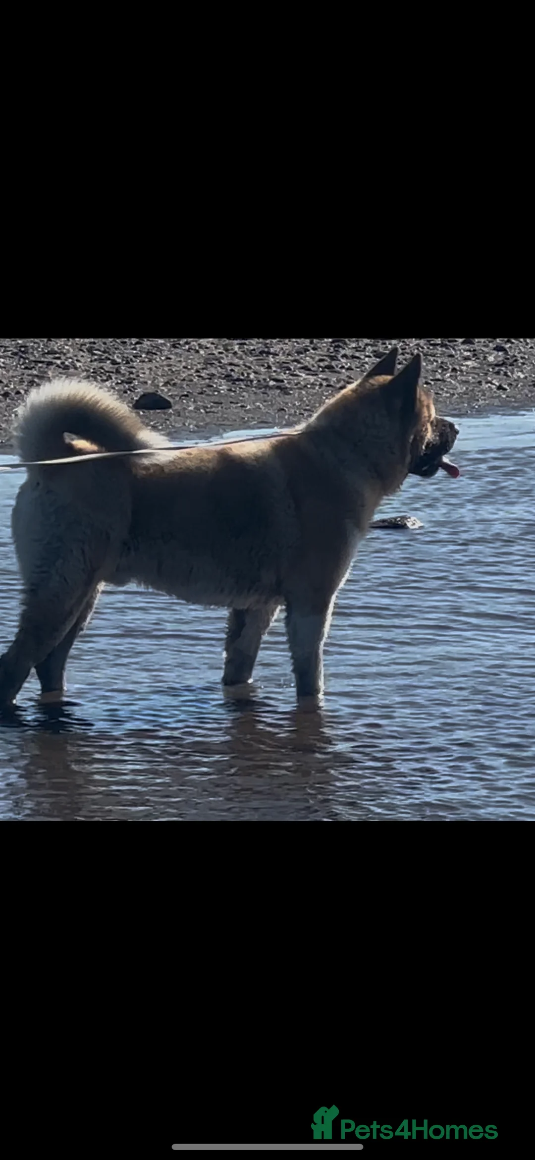 Akita dogs for stud: American Akita Stud  - Advert 6