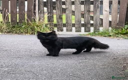 British Longhair cats for sale: 10 month old female  - Image 1