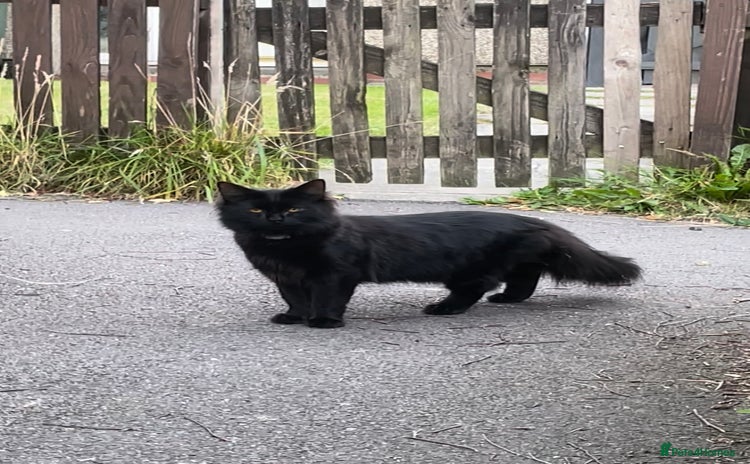 British Longhair cats - Advert 2