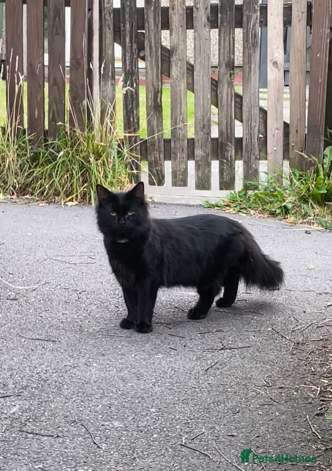 British Longhair cats for sale: 10 month old female  - Image 1