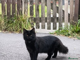 British Longhair cats - Advert 10