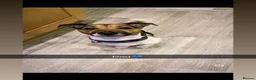 Mixed Breed dogs for sale: Jack Russel x Rottweilers x wolfhounds in Stockton-on-Tees - Advert 7
