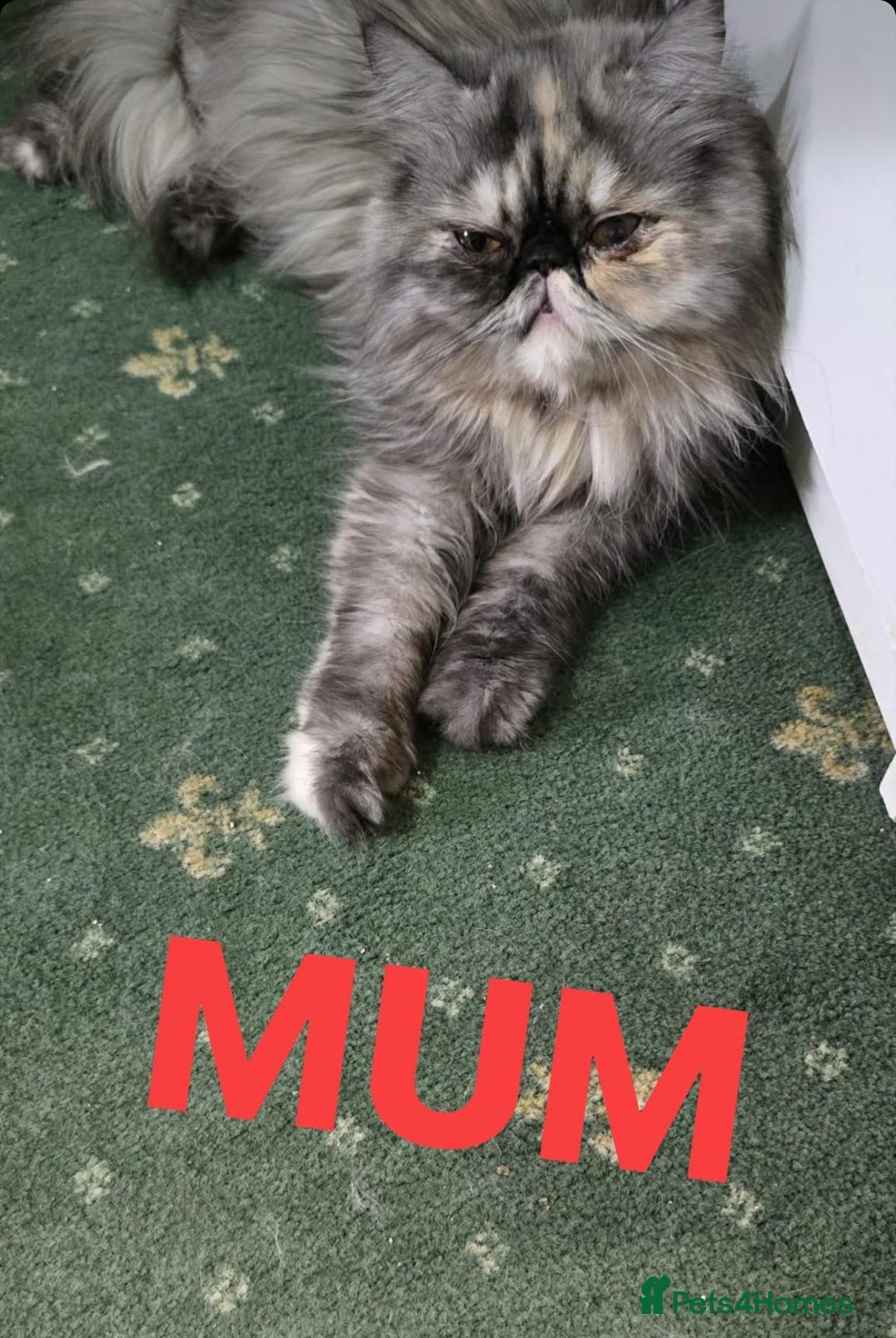 Persian cats for sale: Two beautiful MALE kittens 🐈‍⬛ 🐈‍⬛  - Image 9