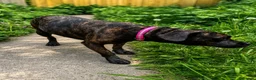 Cane Corso dogs for sale: cane Corsa cross staffy - Advert 6