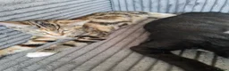 Mixed Breed cats for sale: Wonderful siblings are looking for new homes. in Coventry - Advert 3