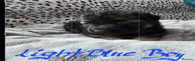 German Shepherd Puppy light blue