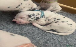 Dalmatian dogs for sale: 6 Beautiful Chunky Dalmatians born 27/5/25 in Stafford - Image 22