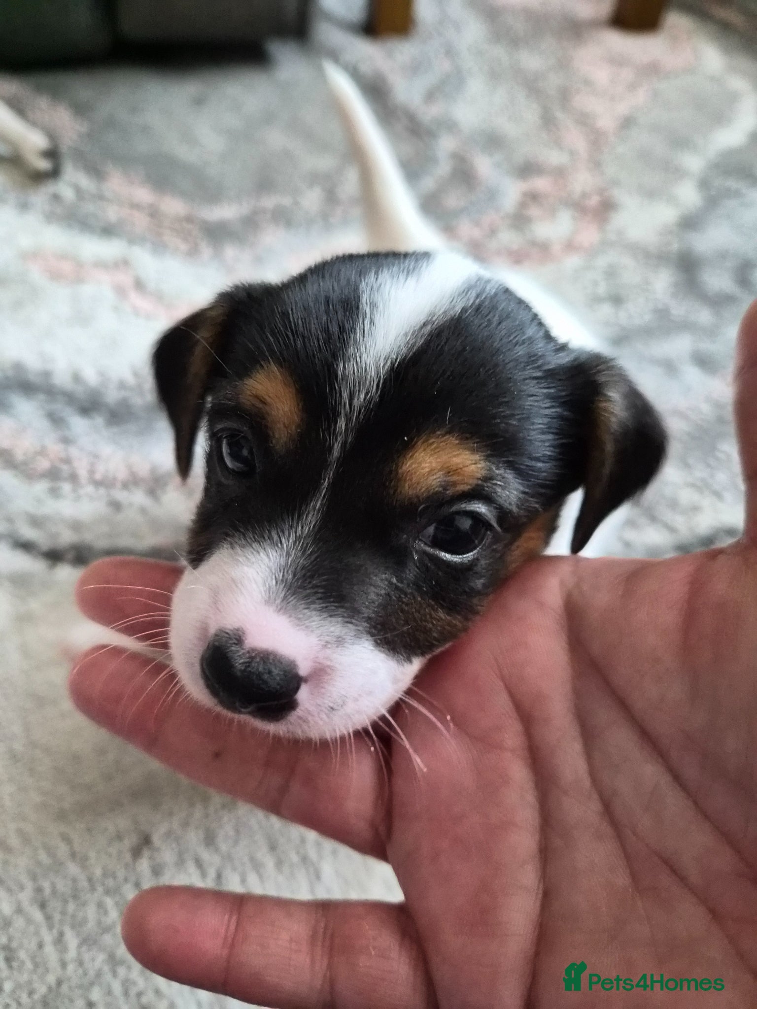 Jack Russell dogs 4 stunning male jack russell puppies - Advert 18