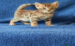 Bengal cats for sale: STUNNING GLITTER PELTED TICA REG BENGAL KITTENS - Image 11