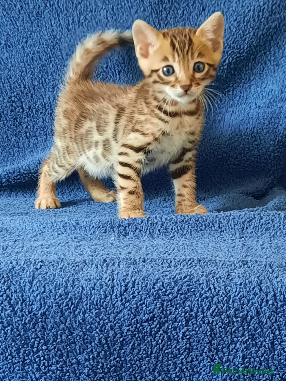 Bengal cats for sale: STUNNING GLITTER PELTED TICA REG BENGAL KITTENS - Image 11