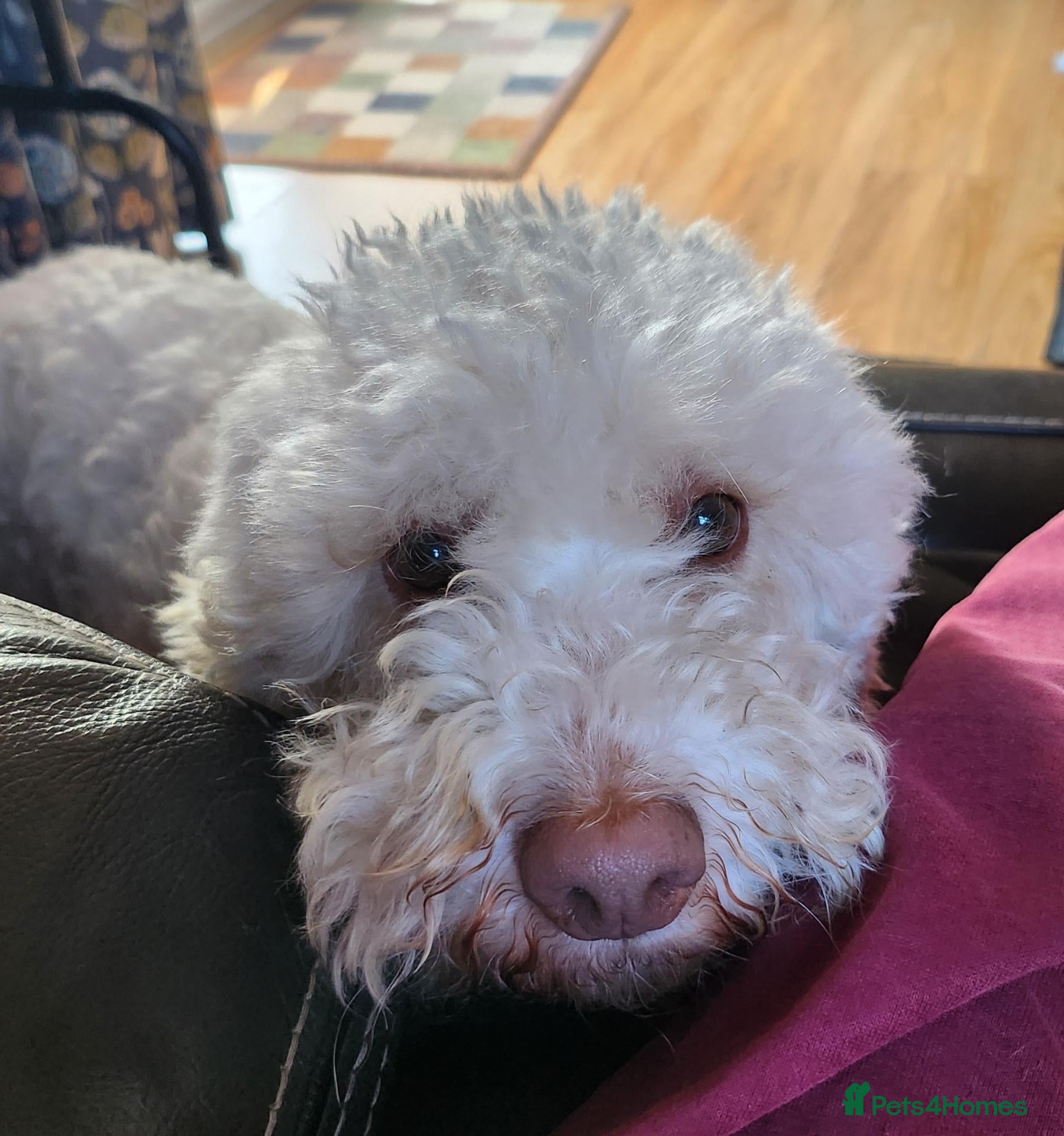 Lagotto Romagnolo dogs Adult Lagotto girl  - Advert 18