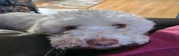 Lagotto Romagnolo dogs for sale: Adult Lagotto girl  - Advert 1
