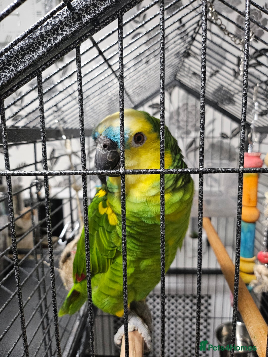 Parrots birds for sale: Amazon  - Image 2