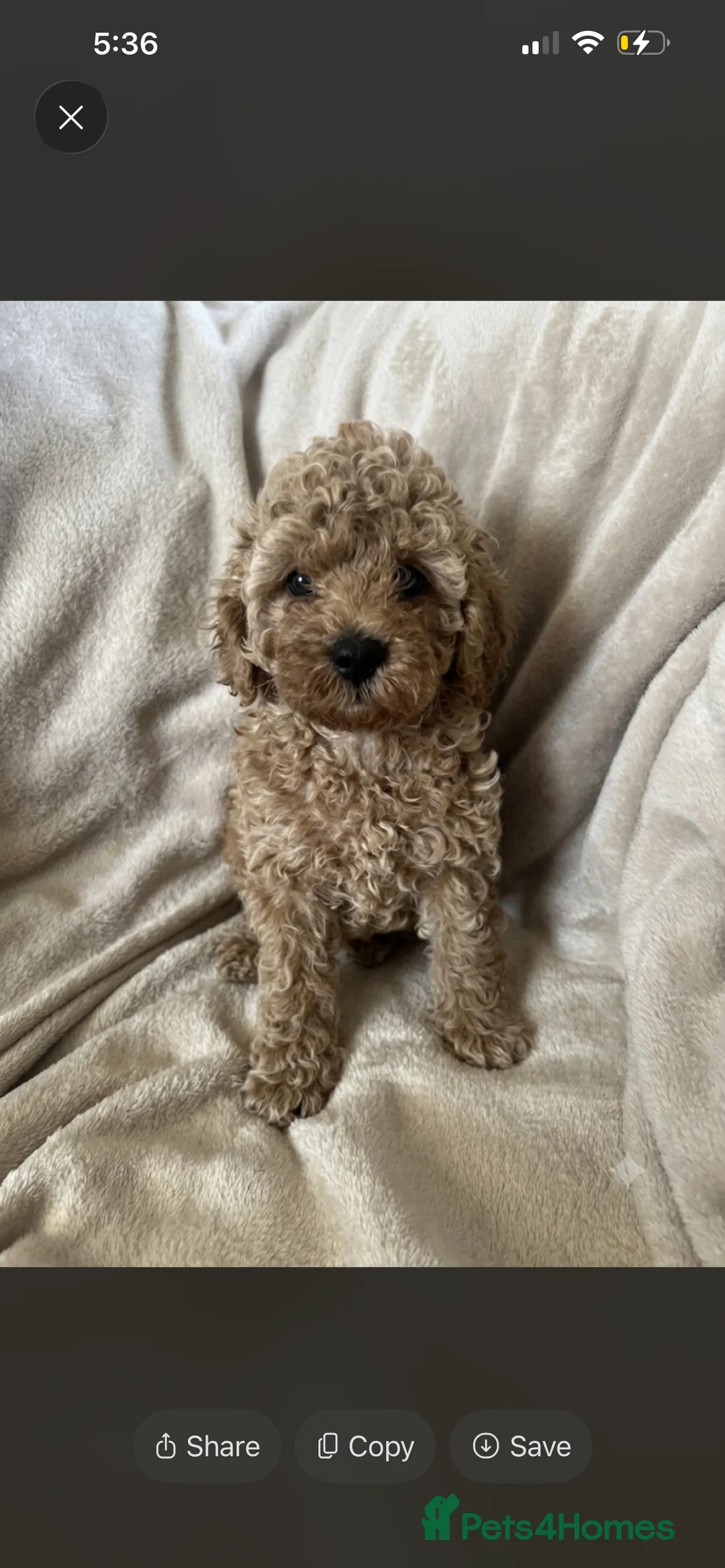 Cavapoo dogs for sale: 🐾 Beautiful F1b Cavapoo Puppies 🐾 - Advert 2