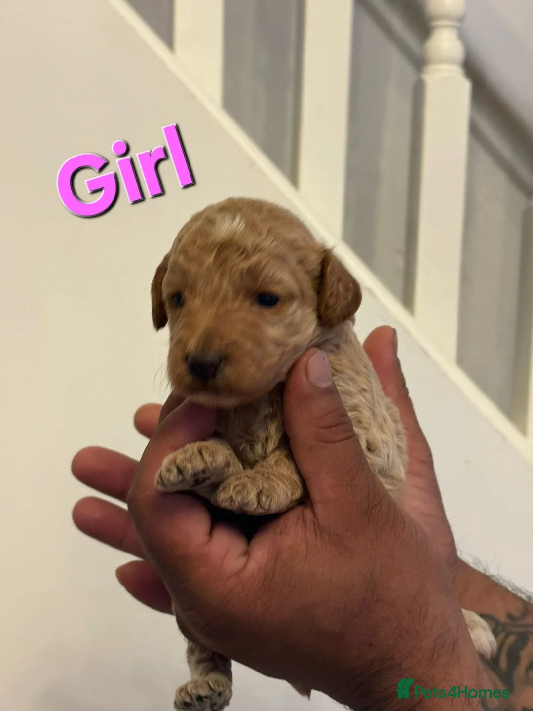 Cockapoo dogs for sale: Cockapoo Puppies in Oldbury - Advert 12