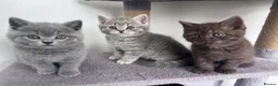 Scottish Fold cats for sale: British shorthair and Scottish straight mix  - Advert 10