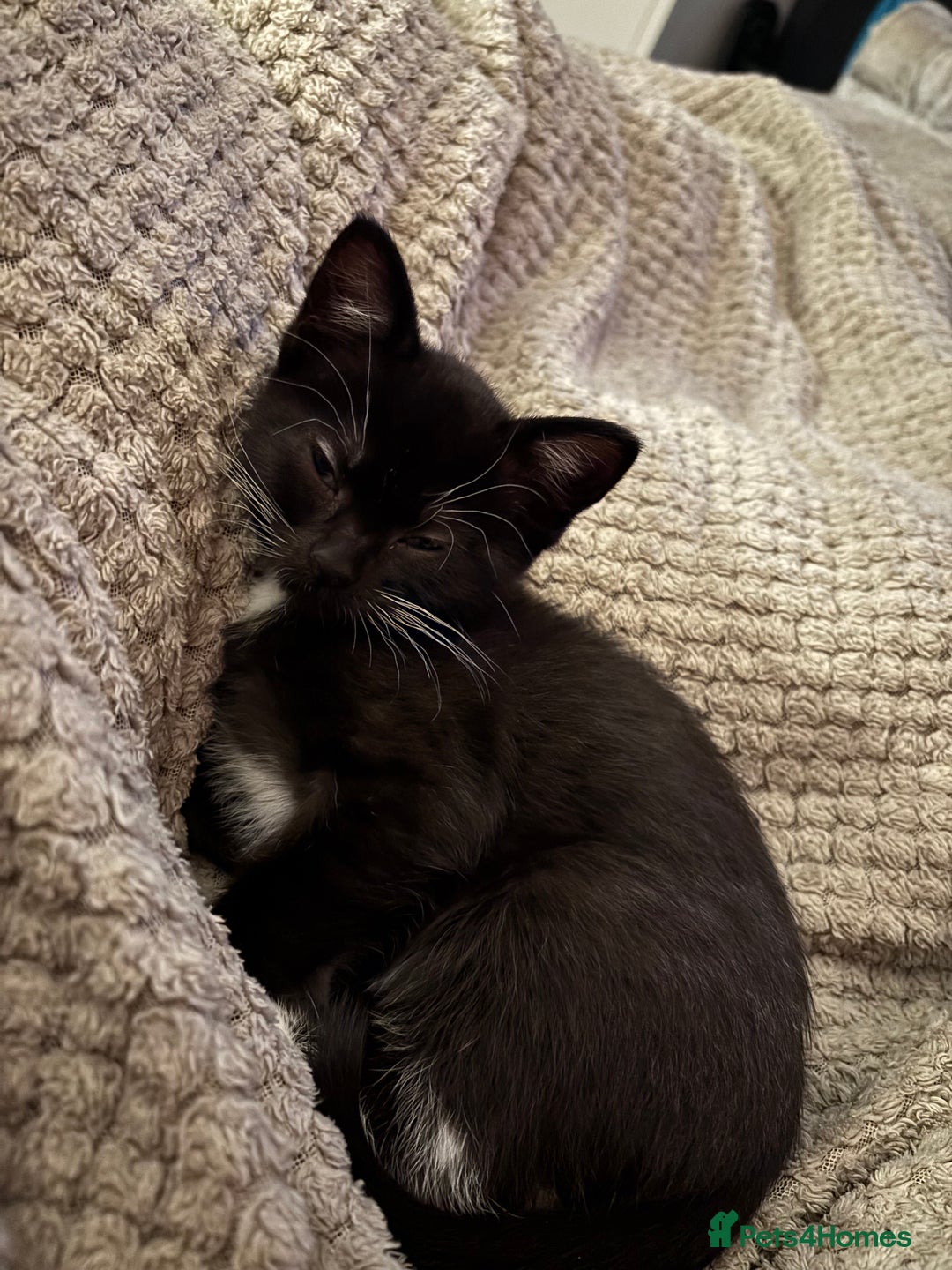 Mixed Breed cats for sale: Ragdoll x dsh kittens - READY NOW - Advert 4