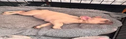 French Bulldog dogs for sale: KC French Bulldog Boys – Fully Vaccinated - Advert 4